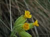 Primula veris L. subsp. columnae (Ten.) Maire & Petitm.