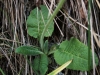Primula veris L. subsp. columnae (Ten.) Maire & Petitm.