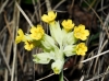 Primula veris L. subsp. veris