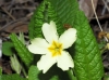 Primula acaulis (L.) L. subsp. acaulis
