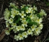 Primula acaulis (L.) L. subsp. acaulis