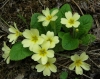 Primula acaulis (L.) L. subsp. acaulis
