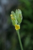 Primula veris L.