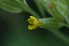 Primula veris L.