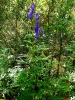 Aconitum napellus L.