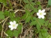 Anemone nemorosa L.