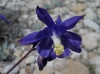 Aquilegia vulgaris L.
