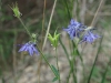 Aquilegia vulgaris L.