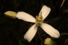 Clematis flammula L.