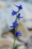 Delphinium gracile ? (2/5)