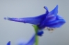 Delphinium gracile ? (3/5)