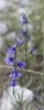 Delphinium gracile