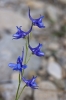 Delphinium gracile