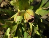 Helleborus foetidus L.