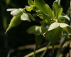 Helleborus foetidus L.