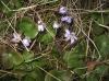 Hepatica nobilis Schreb.
