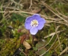 Hepatica nobilis Schreb.