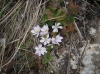 Hepatica nobilis Schreb.