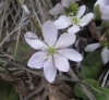 Hepatica nobilis Schreb.