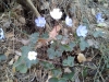 Hepatica nobilis Schreb.
