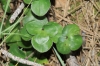 Hepatica nobilis Schreb.
