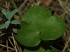 Hepatica nobilis Schreb.