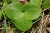 Hepatica nobilis Schreb.