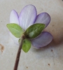 Hepatica nobilis Schreb.