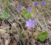 Hepatica nobilis Schreb.