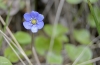 Hepatica nobilis Schreb.