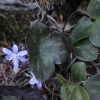 Hepatica nobilis Schreb.