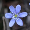 Hepatica nobilis Schreb.