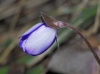 Hepatica nobilis Schreb.