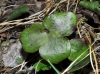 Hepatica nobilis Schreb.
