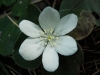 Hepatica nobilis Schreb.