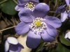 Hepatica nobilis Schreb.