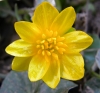 Ranunculus ficaria L.