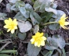 Ranunculus ficaria L.