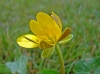 Ranunculus ficaria L. subsp. ficaria