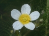 Ranunculus peltatus 2/2