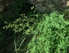 Thalictrum minus subsp. valentinum ? 1/2