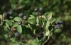 Amelanchier ovalis Medik.