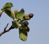 Amelanchier ovalis Medik.
