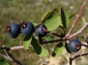 Amelanchier ovalis Medik.