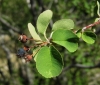Amelanchier ovalis Medik.