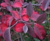 Cotoneaster tomentosus 1/3 (a confirmar)