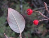 Cotoneaster tomentosus 3/3 (a confirmar)