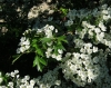 Crataegus monogyna