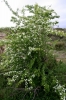 Crataegus monogyna 1/2