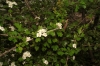 Crataegus monogyna 2/2